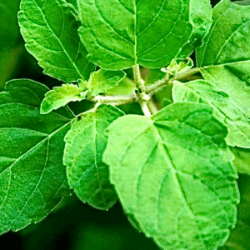 Holy basil