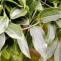 Indian bay leaf