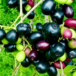 Java plum