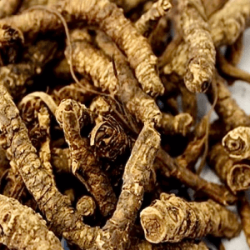 Kutki root